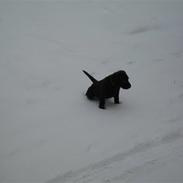 Labrador retriever Baloo