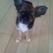 Chihuahua Langhåret - COCO