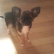 Chihuahua Langhåret - COCO