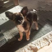 Chihuahua Langhåret - COCO