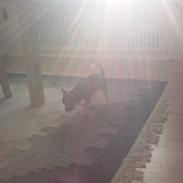 Chihuahua Langhåret - COCO