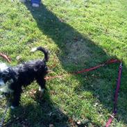 Chinese crested powder puff Cookie