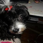 Chinese crested powder puff Cookie