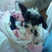 Chinese crested powder puff Cookie