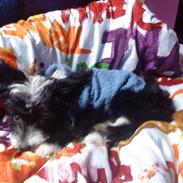 Chinese crested powder puff Cookie