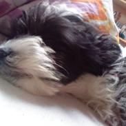 Chinese crested powder puff Cookie