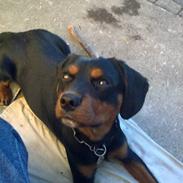 Blanding af racer (Solgt) Bjørn <3:-(