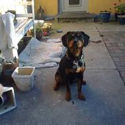 Blanding af racer (Solgt) Bjørn <3:-(