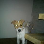 Dansk svensk gaardhund Molly