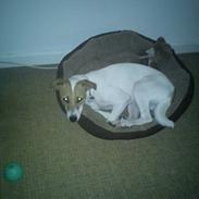 Dansk svensk gaardhund Molly