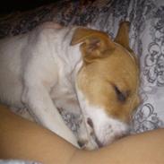 Dansk svensk gaardhund Molly