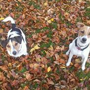 Dansk svensk gaardhund Molly