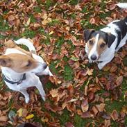 Dansk svensk gaardhund Molly