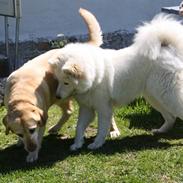 Labrador retriever Sally