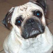 Mops Oscar<3 R.I.P savner dig!