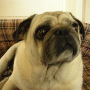 Mops Oscar<3 R.I.P savner dig!