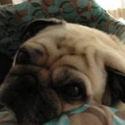 Mops Oscar<3 R.I.P savner dig!