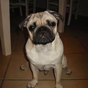 Mops Oscar<3 R.I.P savner dig!