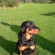 Rottweiler Chica