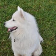 Samojedhund Aslan