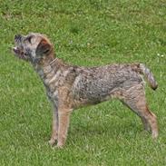 Border terrier Killah