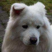 Samojedhund Aslan