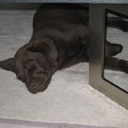 Labrador retriever Kenzo