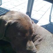 Labrador retriever Bounty