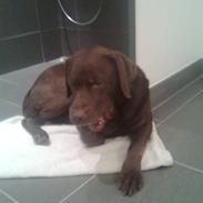 Labrador retriever Bounty