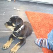 Rottweiler Majrott Bogard