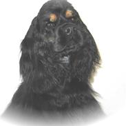 Amerikansk cocker spaniel Kimmi.