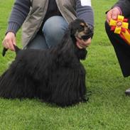 Amerikansk cocker spaniel Kimmi.
