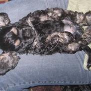 Amerikansk cocker spaniel Kimmi.