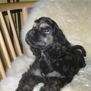 Amerikansk cocker spaniel Kimmi.