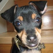 Prazsky krysarik Maggie