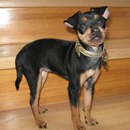 Prazsky krysarik Maggie