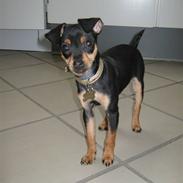 Prazsky krysarik Maggie