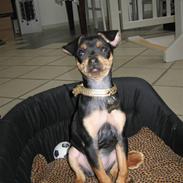 Prazsky krysarik Maggie