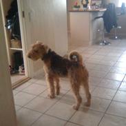 Airedale terrier Spiceaway Vindicate 