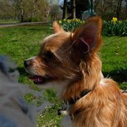 Blanding af racer Krumme