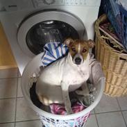 Dansk svensk gaardhund erling