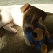 Dansk svensk gaardhund erling