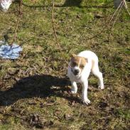 Dansk svensk gaardhund erling