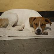 Dansk svensk gaardhund erling