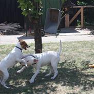 Dansk svensk gaardhund erling