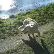 Golden retriever Sussi