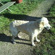 Golden retriever Sussi