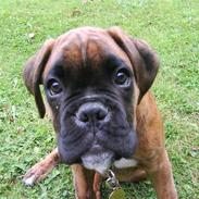 Boxer Nuka