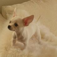 Chihuahua Dee kay amazing Cayea