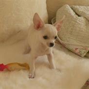Chihuahua Dee kay amazing Cayea